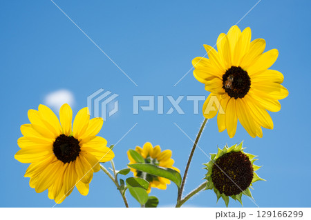 夏空とひまわりと小さな訪問者 129166299