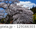 平泉の歴史公園 えさし藤原の郷に咲く、大きく枝を広げた白いソメイヨシノの大樹 129166303
