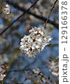 北海道4月桜景色　青空に映える戸田記念墓地公園満開の桜 129166378