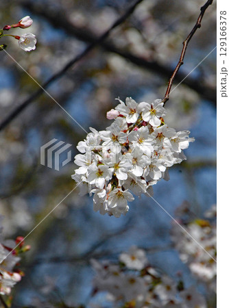 北海道4月桜景色　青空に映える戸田記念墓地公園満開の桜 129166378