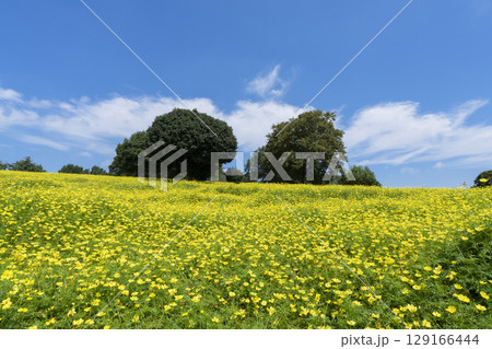 コスモスの花畑 129166444