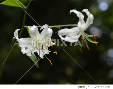 美しいカノコユリの白花が咲く 美しいカノコユリの白花が咲く 129166566