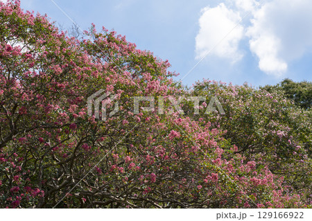 サルスベリの花 129166922