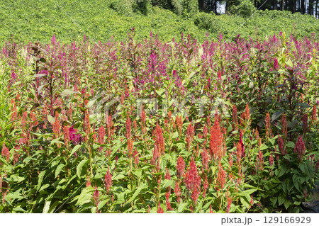 ケイトウの花 ケイトウの花 129166929