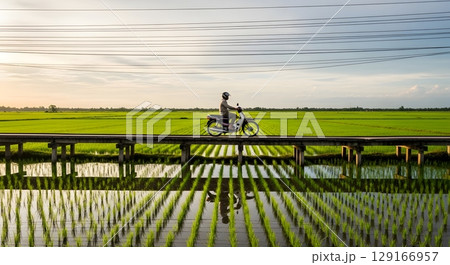 Motorcyclist Riding Across a Wooden Bridge over Green Rice Fields at Sunset with Flying Birds 129166957
