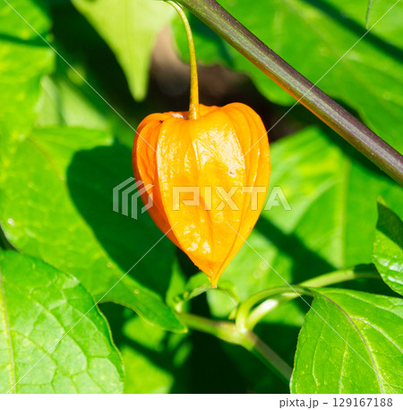 オレンジ色に色づいたほおずき オレンジ色に色づいたほおずき 129167188