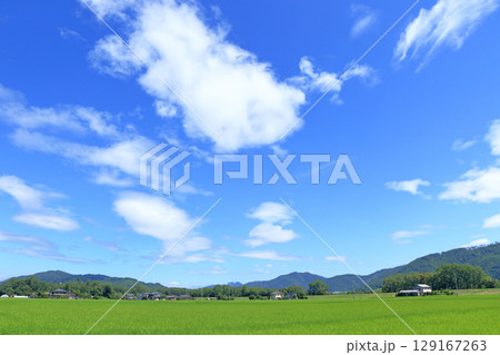 安曇野の夏 田園と夏空 安曇野の夏 田園と夏空 129167263