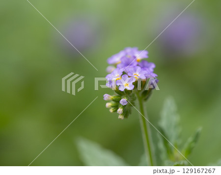 薄紫の小花が密に咲くダキバニオイムラサキ 薄紫の小花が密に咲くダキバニオイムラサキ 129167267