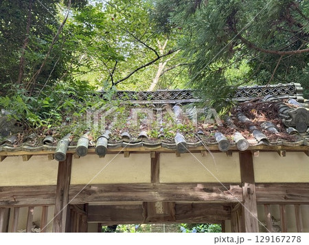 草が生え朽ちゆく寺の山門 129167278