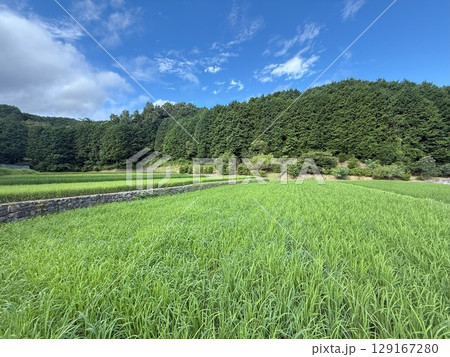青空の下、緑あふれる里山の水田 129167280