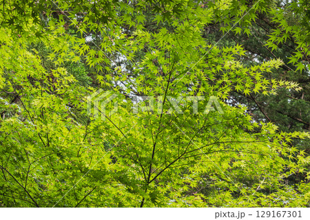 森町にある遠江国一宮小國神社の青紅葉(静岡県) 129167301