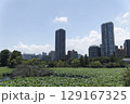 上野の不忍池 129167325