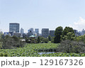 上野の不忍池 129167326