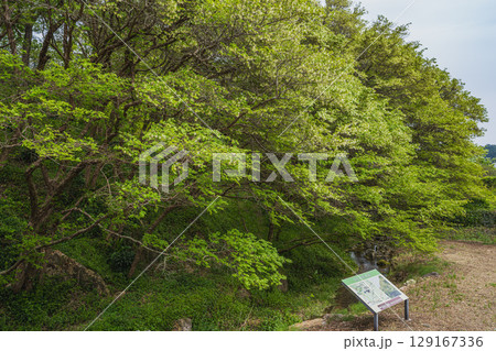 湖西市のトキワマンサク群生地の風景(静岡県) 129167336