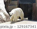 上野動物園のシロクマ 129167341