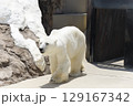 上野動物園のシロクマ 129167342