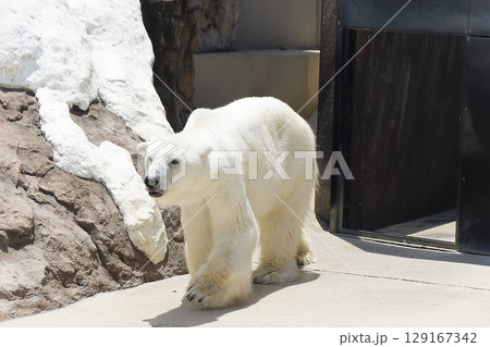 上野動物園のシロクマ 上野動物園のシロクマ 129167342