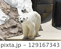 上野動物園のシロクマ 129167343