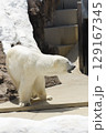 上野動物園のシロクマ 129167345