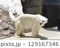 上野動物園のシロクマ 129167346