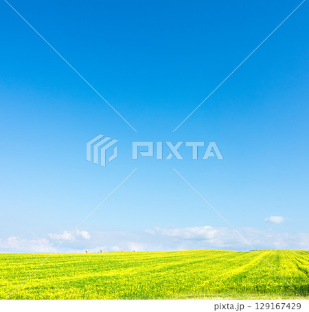 爽やかな青空の下キガラシの畑が広がる北海道美瑛の丘 129167429