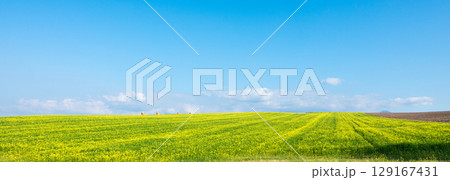爽やかな青空の下キガラシの畑が広がる北海道美瑛の丘 爽やかな青空の下キガラシの畑が広がる北海道美瑛の丘 129167431