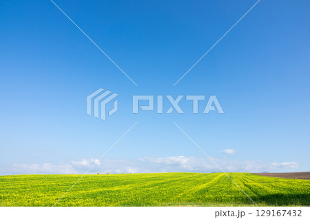 爽やかな青空の下キガラシの畑が広がる北海道美瑛の丘 129167432