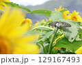 羽がちぎれたアゲハ蝶とひまわり 129167493