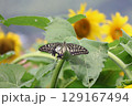 羽がちぎれたアゲハ蝶とひまわり 129167494