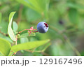 木になっているブルーベリーの若い実 129167496