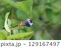 木になっているブルーベリーの若い実 129167497