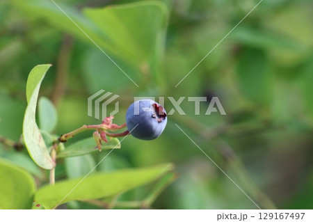 木になっているブルーベリーの若い実 129167497