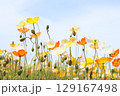 青空に咲くポピーの花 129167498