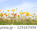 青空に咲くポピーの花 129167499