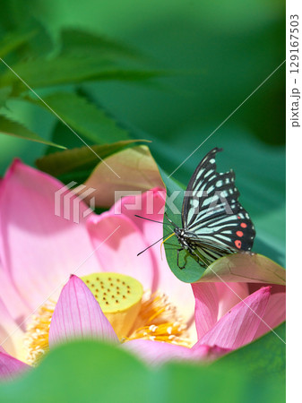 蓮の花に止まるアゲハチョウ 129167503