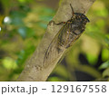 木の枝に止まるクマゼミ 129167558
