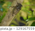 木の枝に止まるクマゼミ 129167559