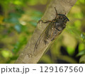 木の枝に止まるクマゼミ 129167560