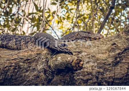 A large monitor lizard rests on a tree A large monitor lizard rests on a tree 129167844