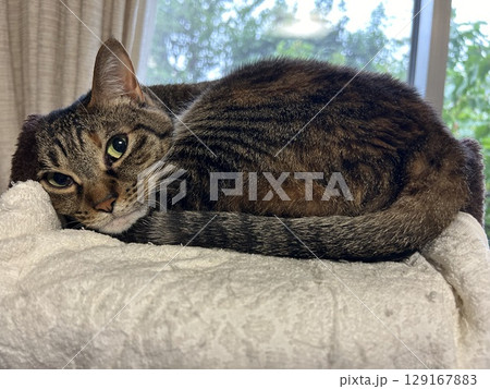 猫タワーの上に寝ているキジトラの猫ちゃんです。 129167883