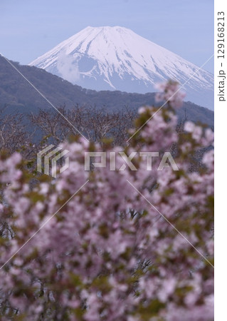 恩賜箱根公園から見た富士山 さくら 恩賜箱根公園から見た富士山 さくら 129168213