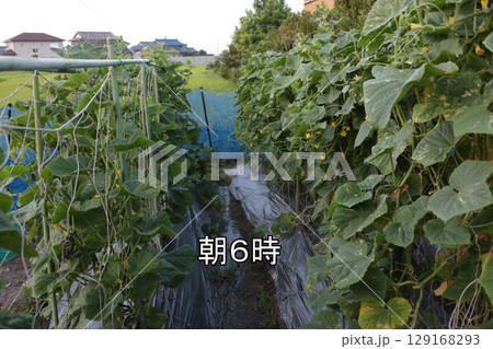 真夏のキュウリ栽培炎天下の様子　朝六時 129168293