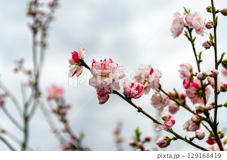 咲き始めた花桃 129168419
