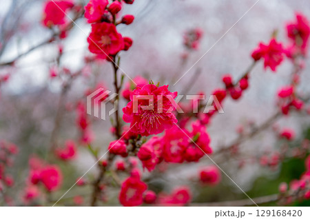 赤い花桃 129168420