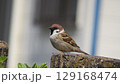 ちょこんと止まるスズメ 129168474
