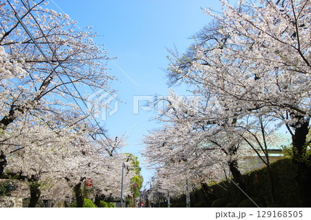 日大通りの桜並木 129168505