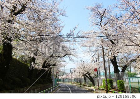 日大通りの桜並木 日大通りの桜並木 129168506