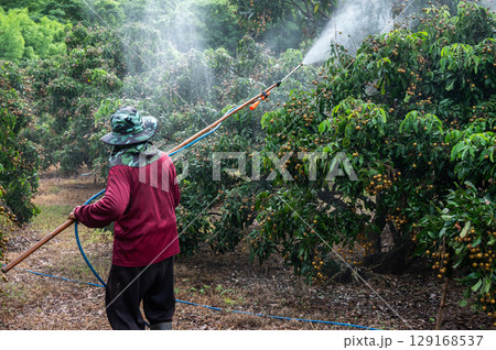 Asian farmer spraying liquid fertilizer to longan tree. These fertilizers are able to provide plants with the food that they need to survive via a couple of different delivery methods. 129168537