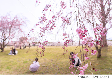 三重県四日市市　春の北勢中央公園　しだれ桜と春を楽しむ母と子 129168561
