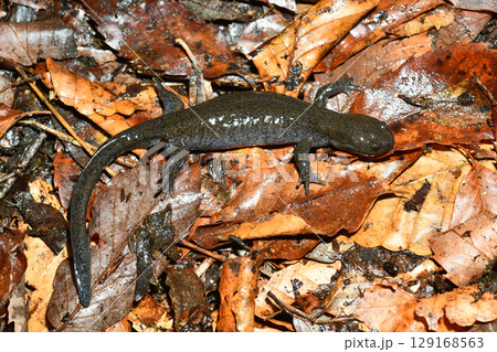 クロサンショウウオ雌 129168563
